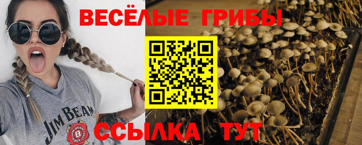 Галлюциногенные грибы Psilocybe Асино